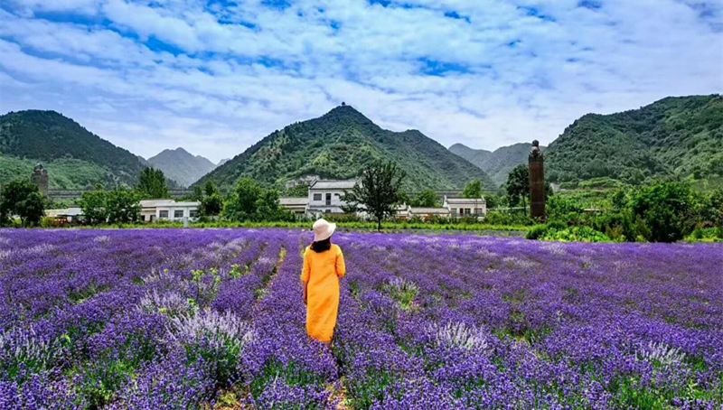 天留山薰衣草莊園